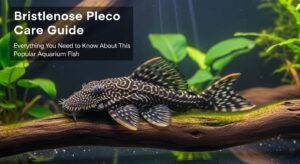 bristlenose pleco